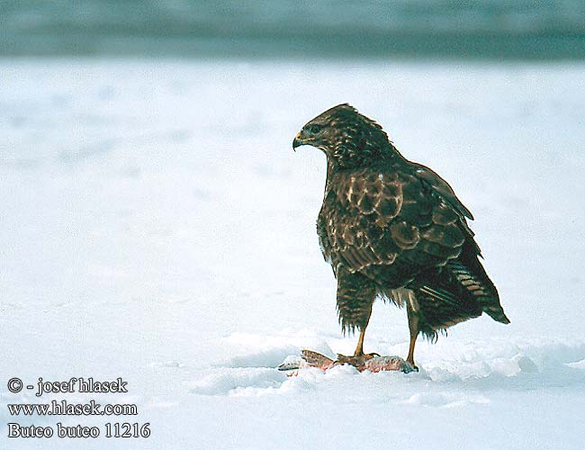 Káně lesní Musvåge Buizerd Hiirihaukka Poiana Musvåk