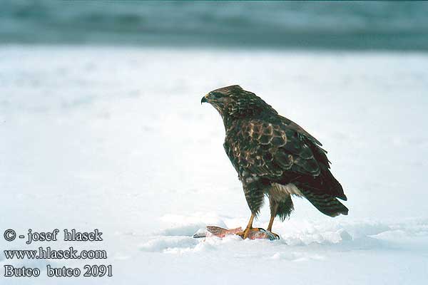 Buteo buteo 2091