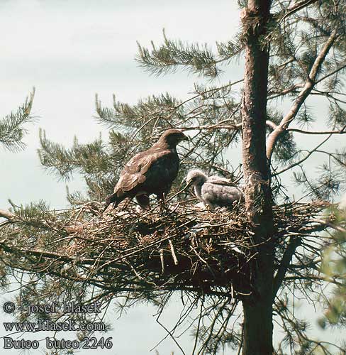 Buteo buteo Сарыч обыкновенный Канюк