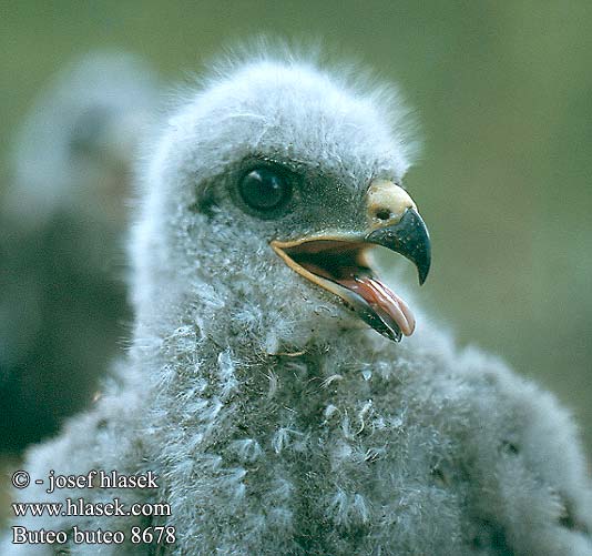 Buteo buteo 8678