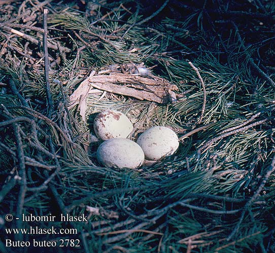 birds eggs nests Buteo buteo Káně lesní Buzzard Mäusebussard