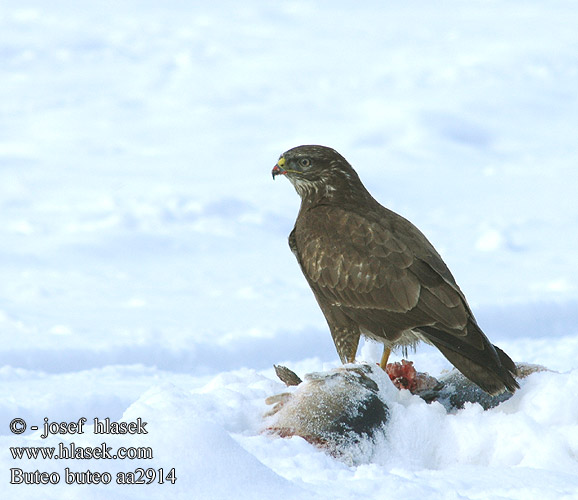 Buteo buteo aa2914