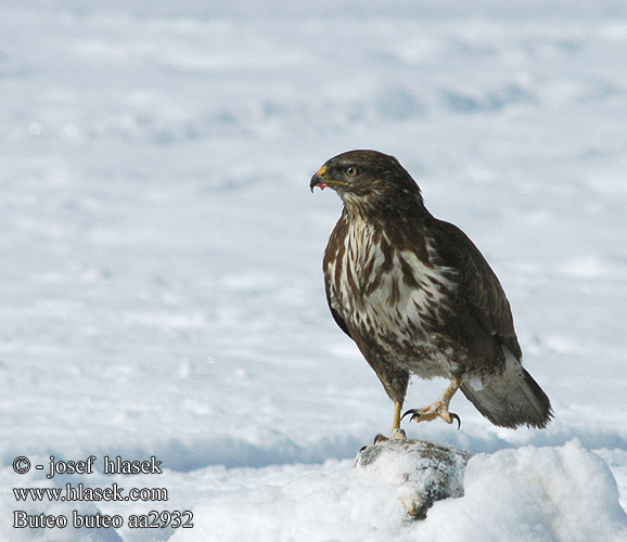 Buteo buteo aa2932