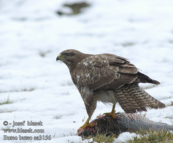 Buteo buteo aa3156