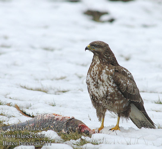 Káně lesní Musvåge Buizerd Hiirihaukka Poiana