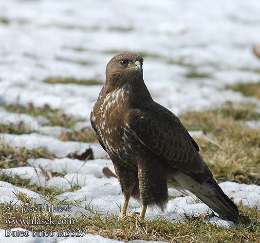 Buteo buteo aa3329