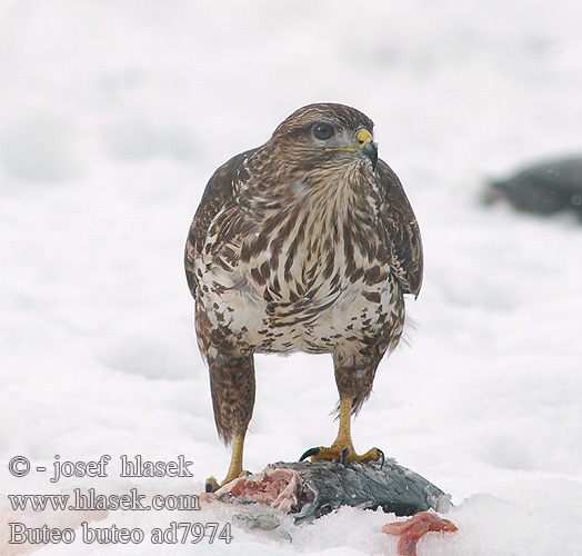 Buteo buteo ad7974