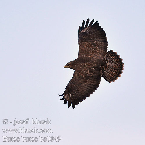 Buteo buteo Buzzard Mäusebussard Buse variable