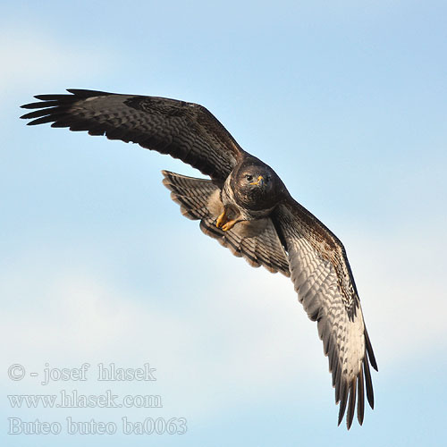 Busardo Ratonero Káně lesní Musvåge Buizerd