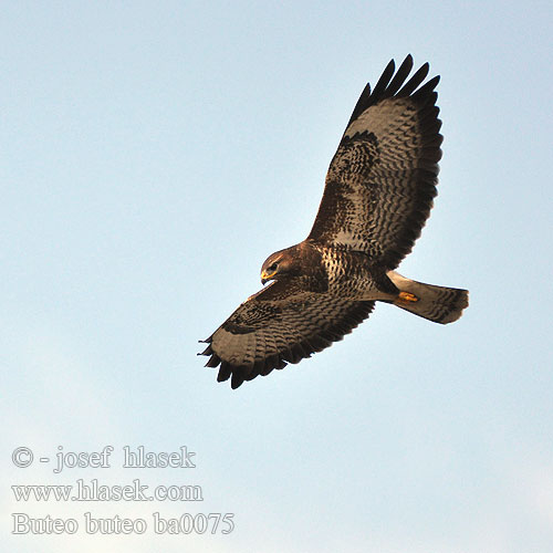 Buteo buteo ba0075