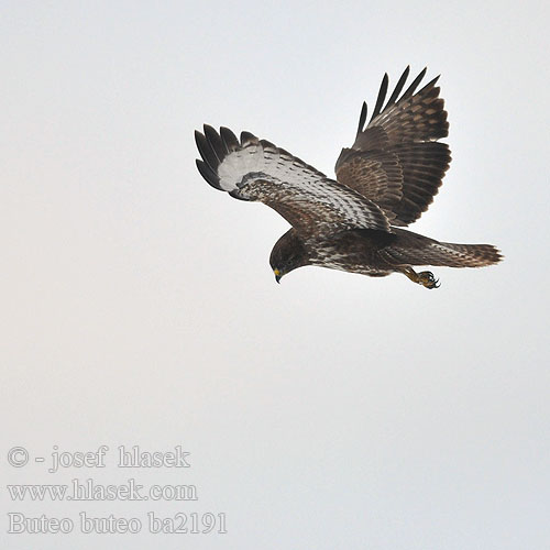 Buteo buteo ba2191