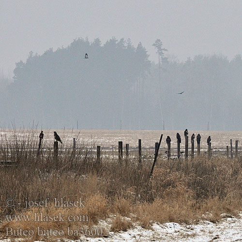 Buteo buteo Buzzard Mäusebussard Buse variable Busardo