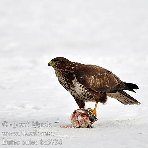 Buzzard Mäusebussard Buse variable Busardo Ratonero