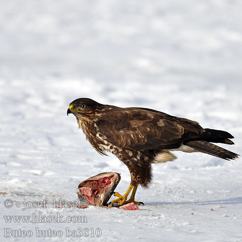 Mäusebussard Buse variable Busardo Ratonero Káně lesní