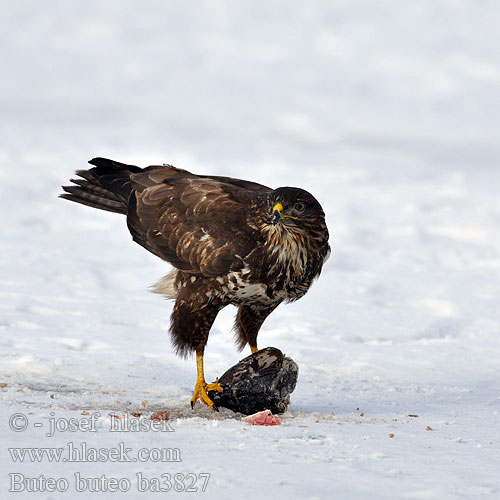 Buteo buteo ba3827