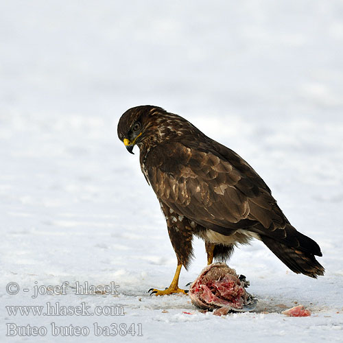 Káně lesní Musvåge Buizerd Hiirihaukka Poiana