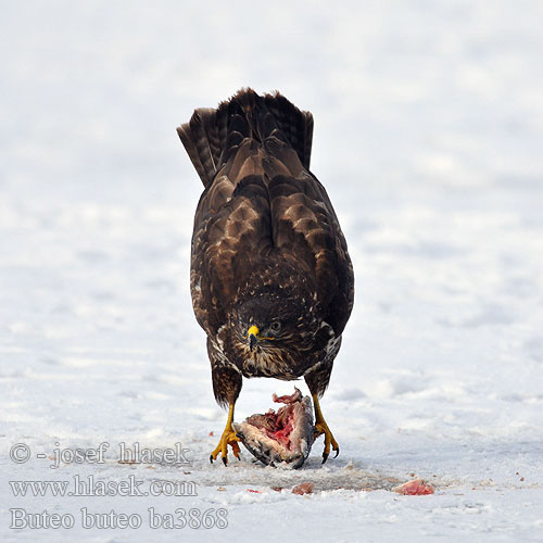 Buizerd Hiirihaukka Poiana Musvåk Ormvråk