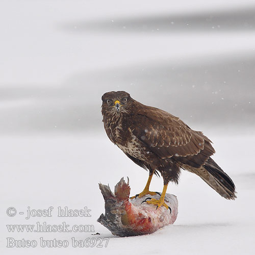 Káně lesní Musvåge Buizerd Hiirihaukka Poiana Musvåk