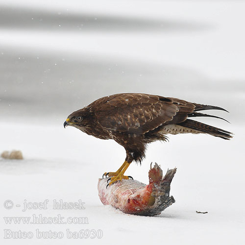 Buteo buteo ba6930