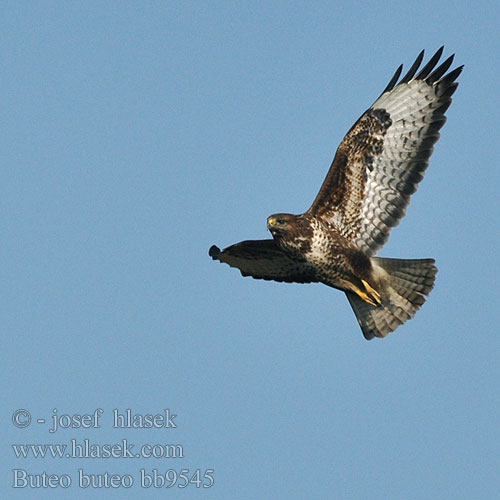 Buteo buteo bb9545