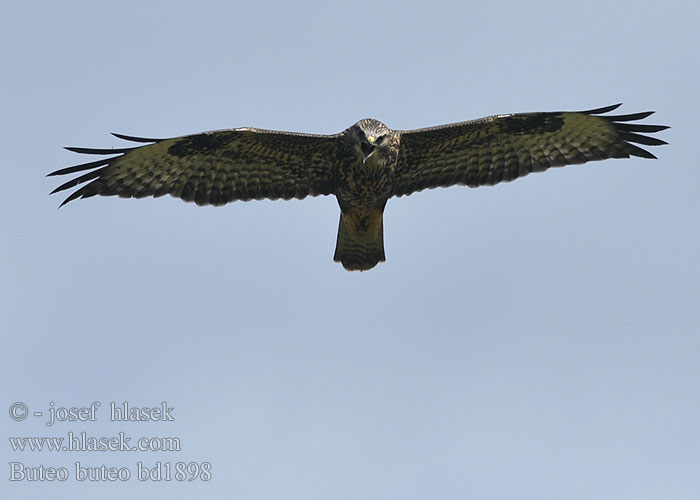 Buteo buteo bd1898