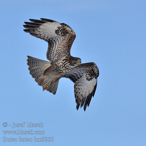 Káně lesní Musvåge Buizerd Hiirihaukka Poiana