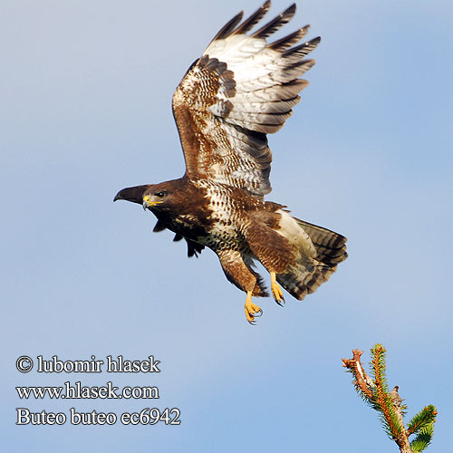 Buteo buteo ec6942