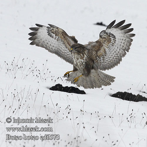 Buzzard Mäusebussard Buse variable Busardo Ratonero