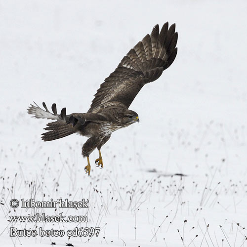 Buteo buteo ed6597