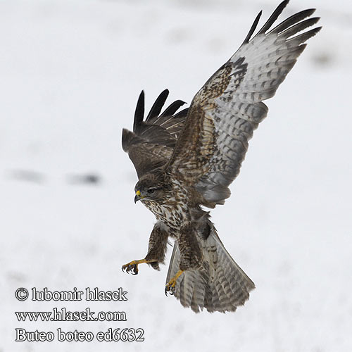 Buse variable Busardo Ratonero Káně lesní