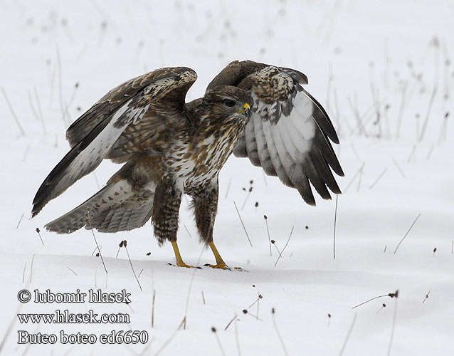 Busardo Ratonero Káně lesní Musvåge Buizerd Hiirihaukka