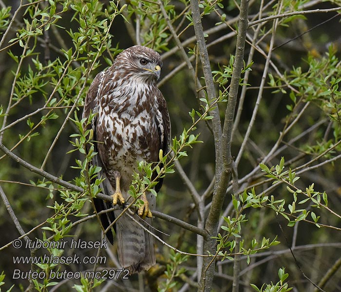 Káně lesní Buteo buteo