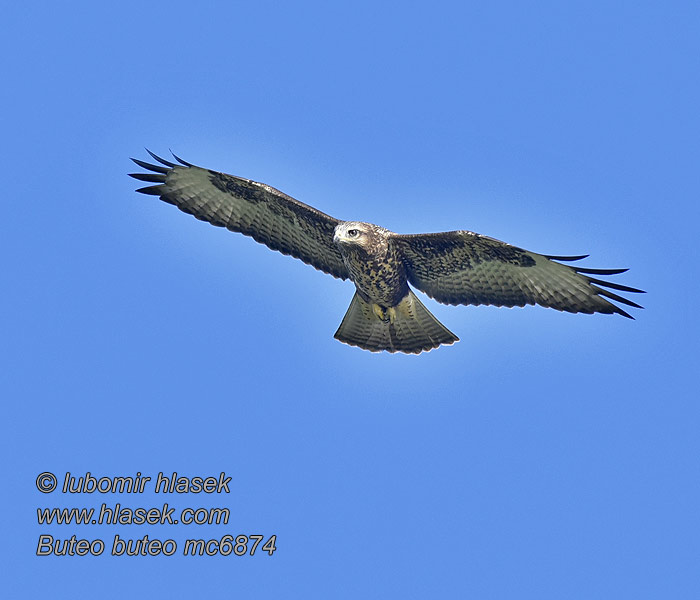 Káně lesní Buteo buteo