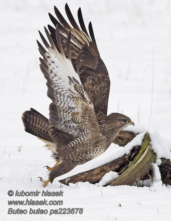 Káně lesní Buteo buteo