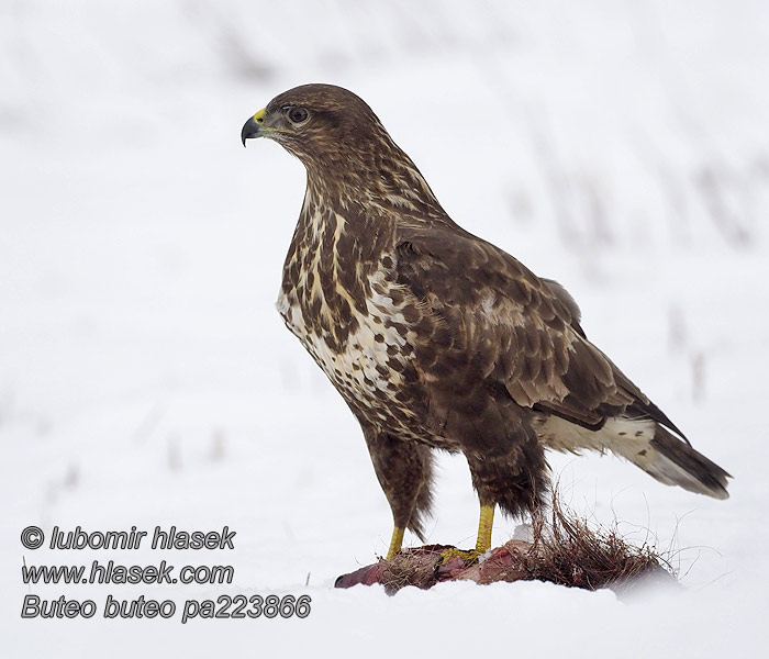 Káně lesní Buteo buteo