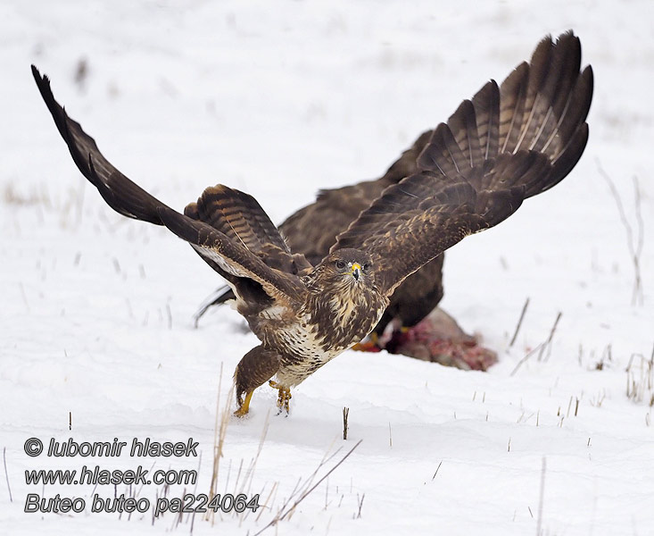 Káně lesní Buteo buteo