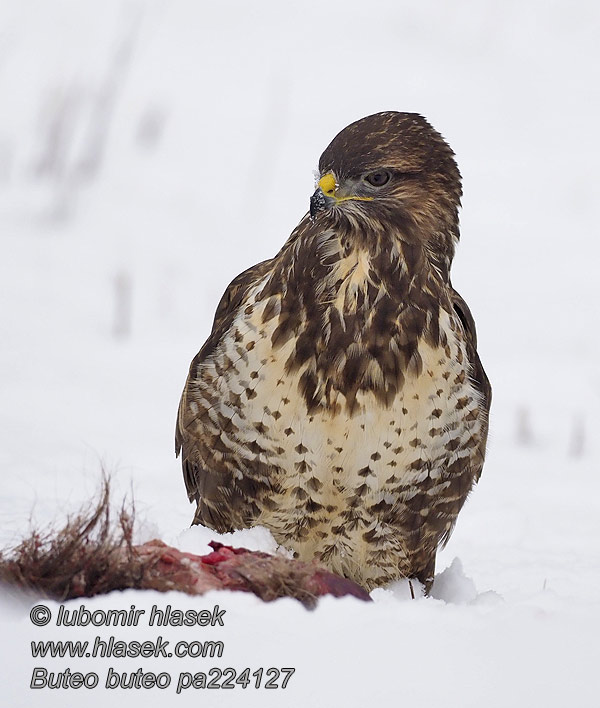 Káně lesní Buteo buteo