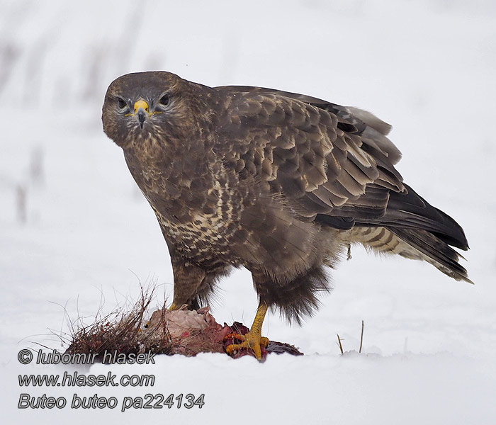 Káně lesní Buteo buteo