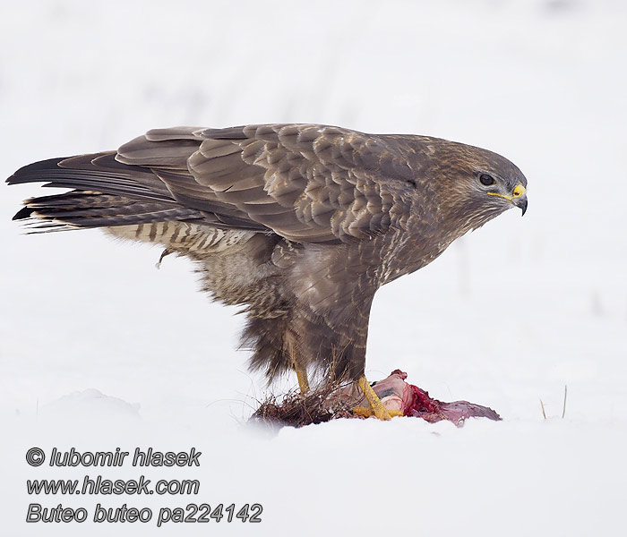 Káně lesní Buteo buteo