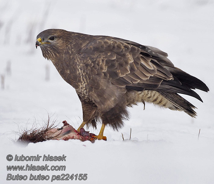 Káně lesní Buteo buteo