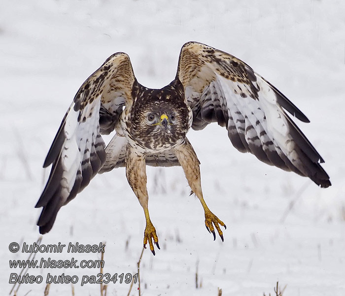 Káně lesní Buteo buteo