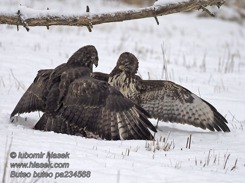 Káně lesní Buteo buteo