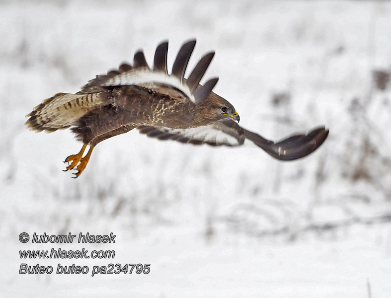 Káně lesní Buteo buteo