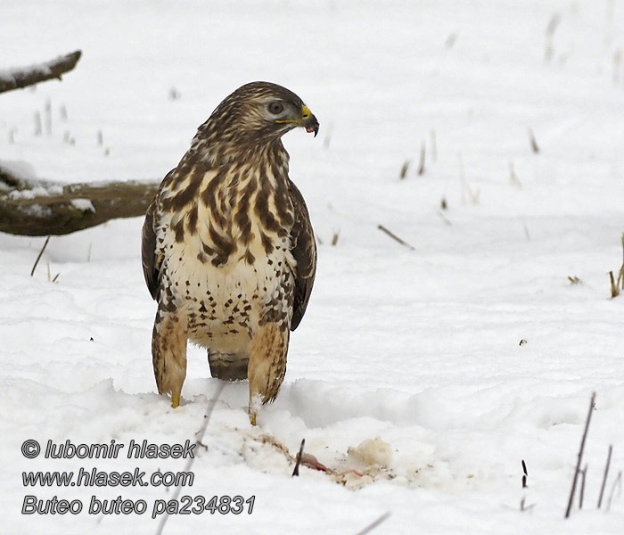 Káně lesní Buteo buteo