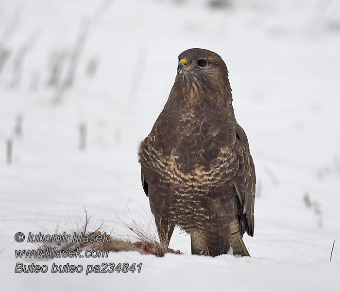 Káně lesní Buteo buteo