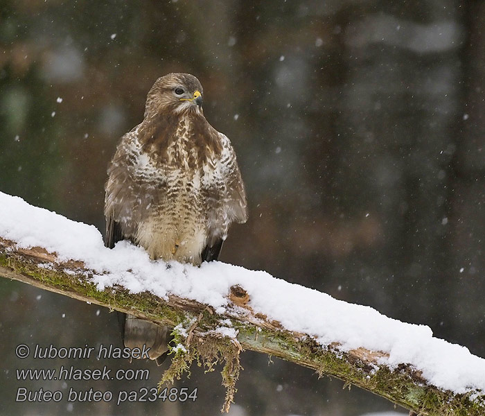 Káně lesní Buteo buteo