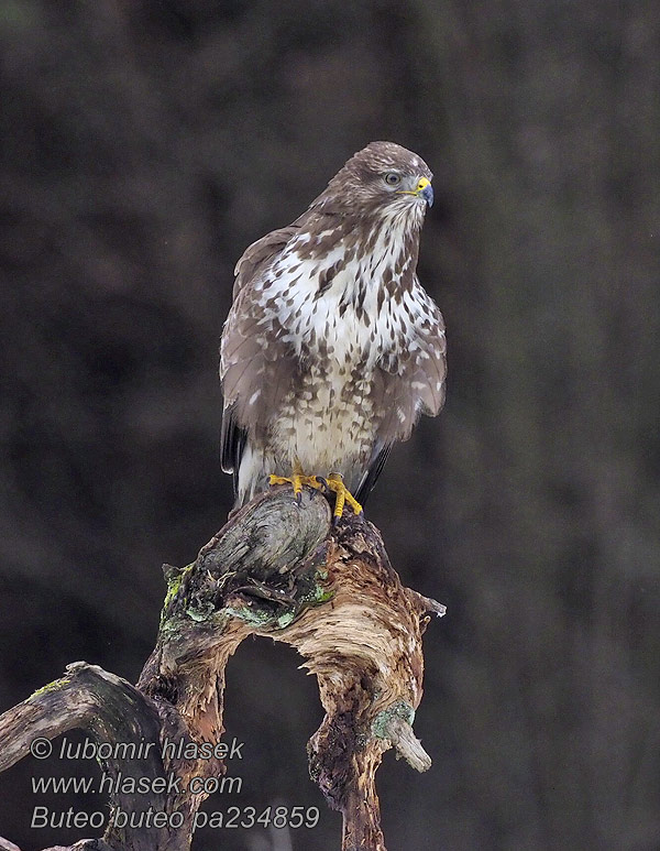 Káně lesní Buteo buteo