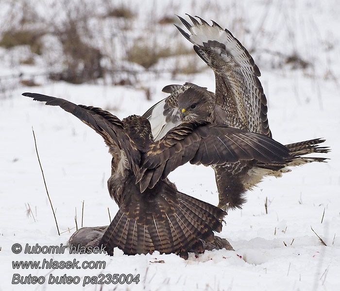 Káně lesní Buteo buteo