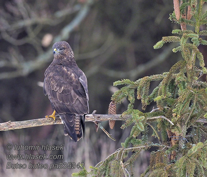 Káně lesní Buteo buteo