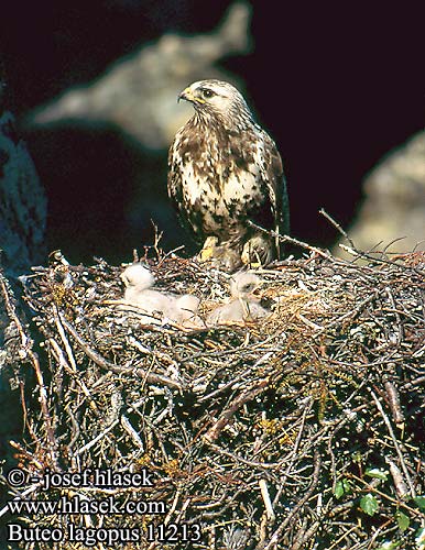 Buteo lagopus 11213